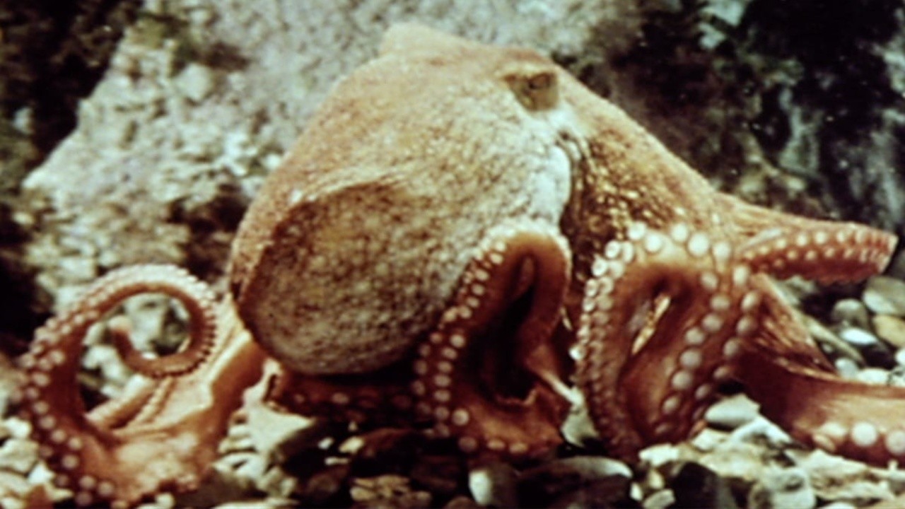 Filme: "A Vida Amorosa do Polvo" (1965), Jean Painlevé, Geneviève Hamon