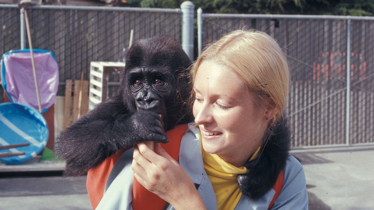 Filme: "Koko: A Talking Gorilla" (1978), Barbet Schroeder