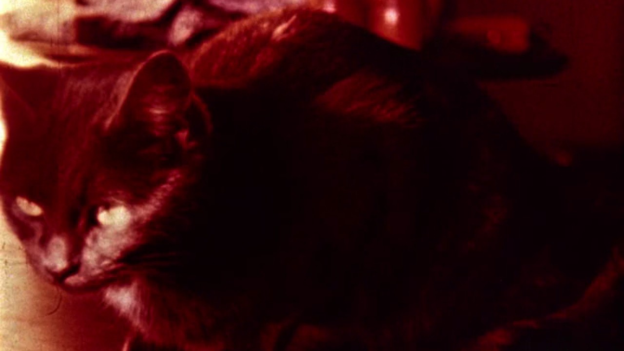 Filme: "Cat's Cradle" (1959), Stan Brakhage