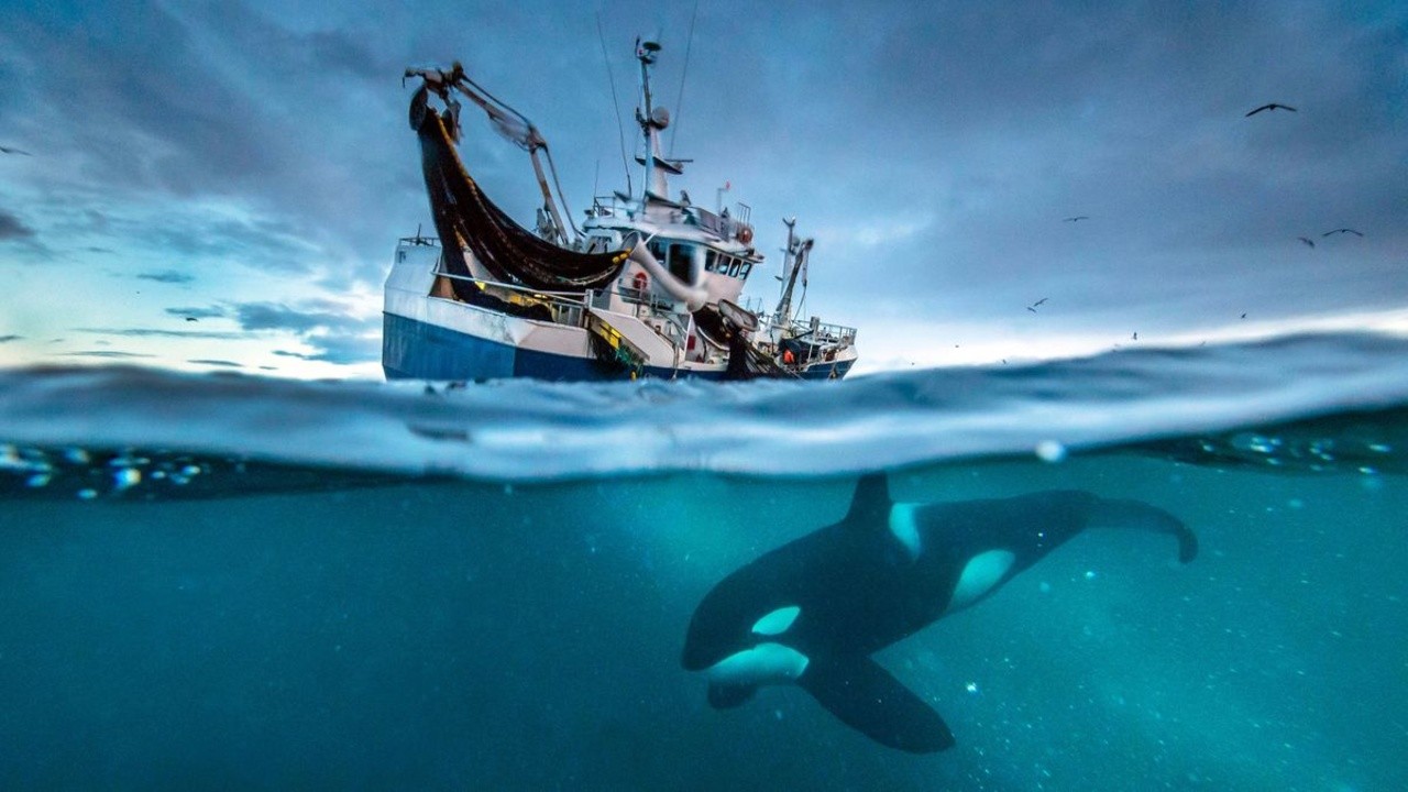 Filme: "Blue Planet II" (2017), James Honeyborne