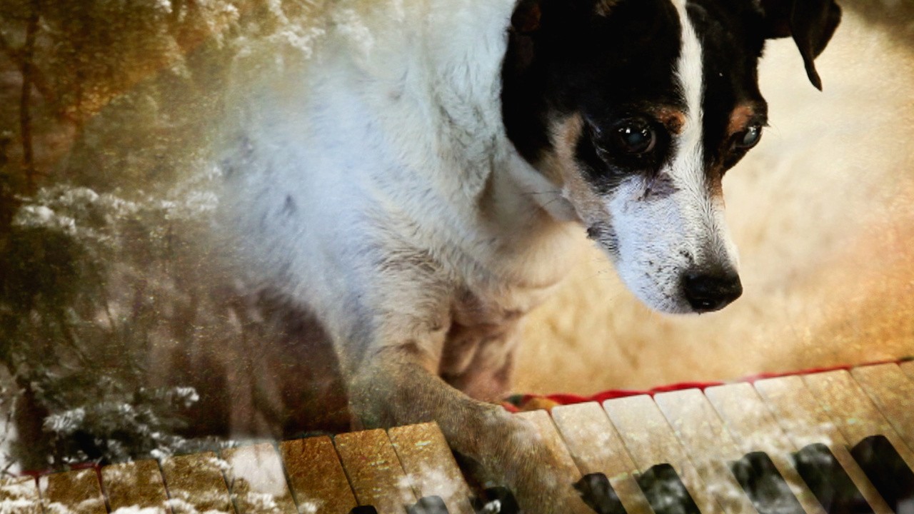 Filme: "Heart of a Dog" (2015), Laurie Anderson