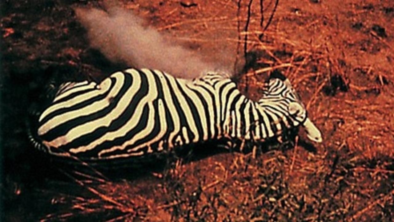 Filme: "Unsere Afrikareise" (1966), Peter Kubelka