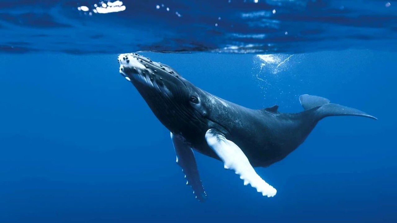 Filme: "The Blue Planet" (2001), Alastair Fothergill