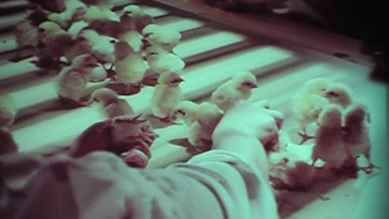 Filme: "The Mallet" (1977), Aleksandar Ilic